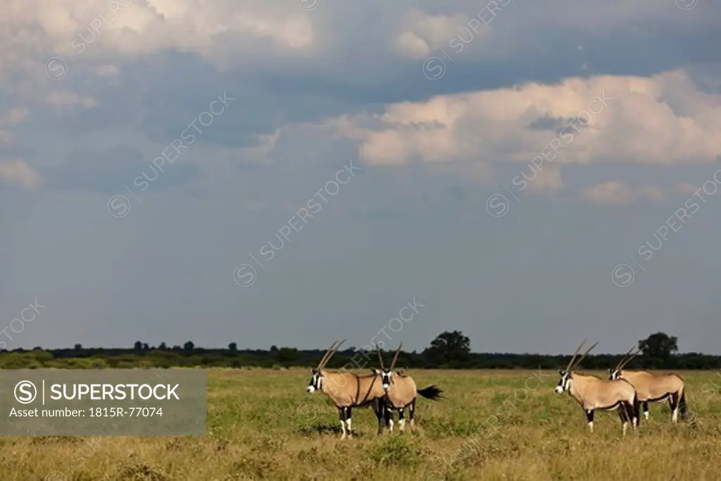 Africa, Botswana, Gemsbok in central kalahari game reserve