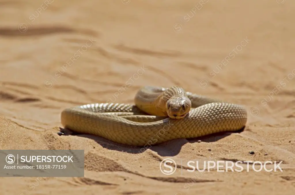Africa, Botswana, South Africa, Kalahari, Cape cobra in Kgalagadi Transfrontier Park