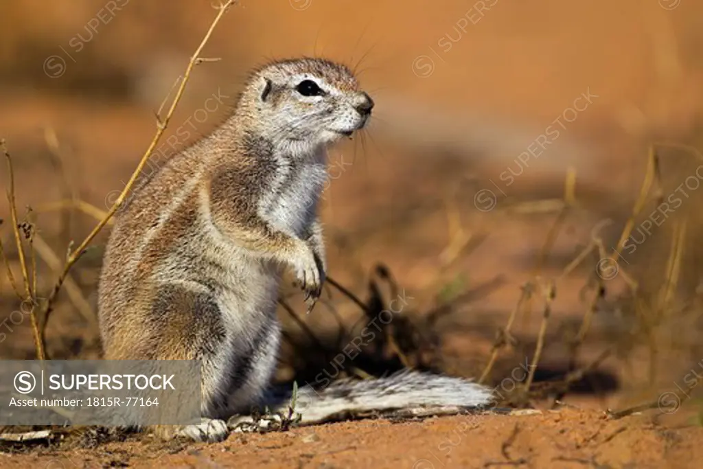 Africa, Botswana, South Africa, Kalahari, African ground squirrel in Kgalagadi Transfrontier Park
