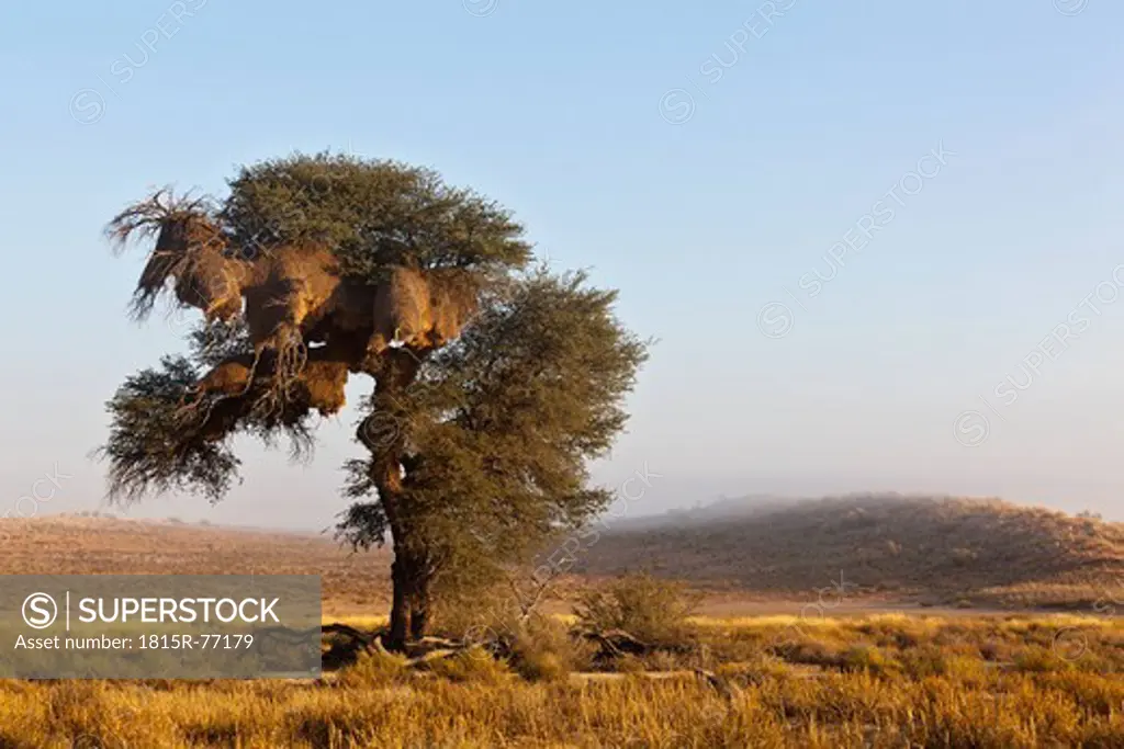 Africa, Botswana, South Africa, Kalahari, Sociable Weaver nests on tree in kgalagadi Transfrontier Park