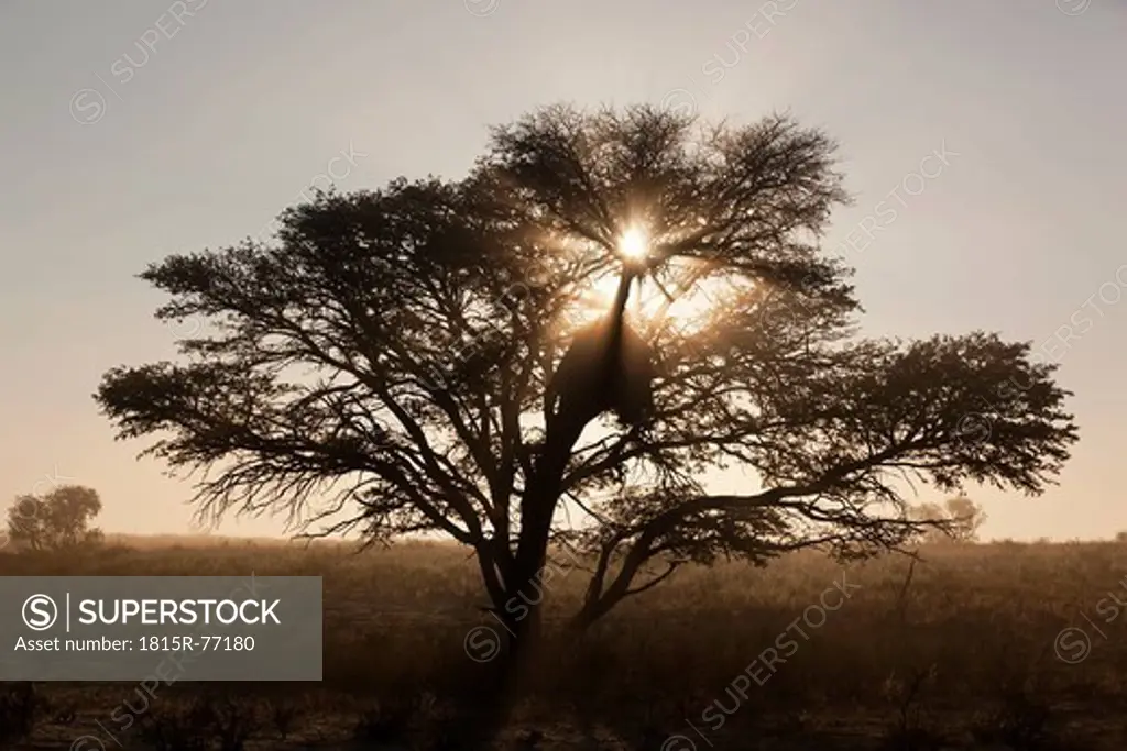 Africa, Botswana, South Africa, Kalahari, Sociable Weaver nests on tree in kgalagadi Transfrontier Park