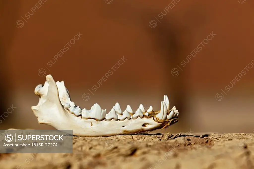 Africa, Namibia, Namib Naukluft National Park, Lower jaw of a Jackal in the namib desert