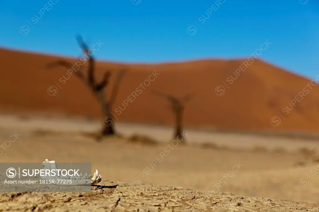 Africa, Namibia, Namib Naukluft National Park, Lower jaw of a Jackal in the namib desert