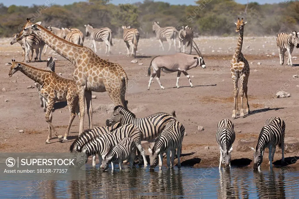 Africa, Namibia, Safari animals at waterhole in etosha national park