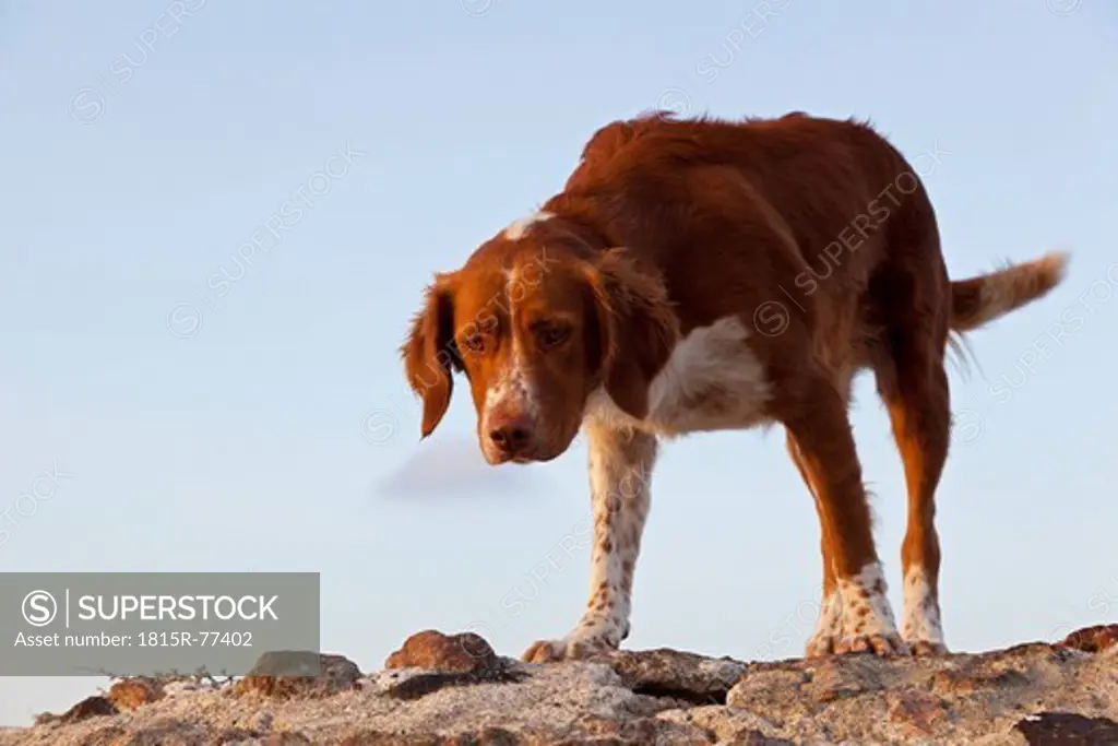 Europe, Greece, Cyclades, Santorini, Dog in the streets of Oia