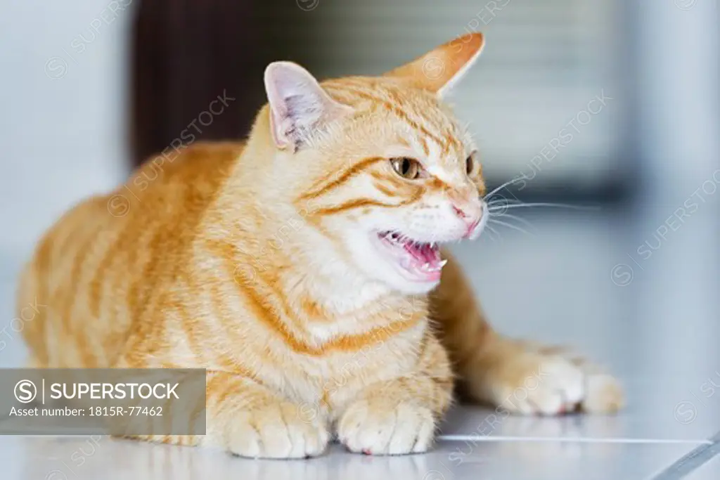 Europe, Greece, Cyclades, Santorini, Cat opening mouth in anger