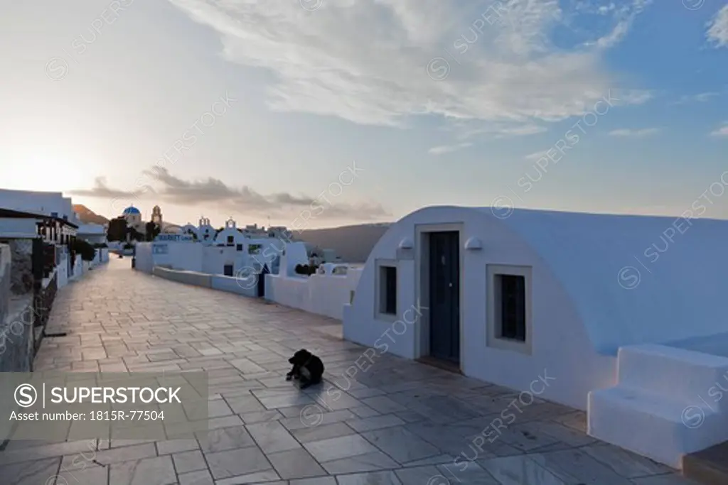 Greece, Cyclades, Thira, Santorini, Dog sitting in the village of oia