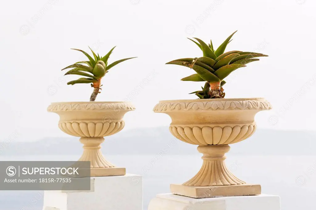 Greece, Cyclades, Thira, Fira, Santorini, Vase of plant with aegean sea