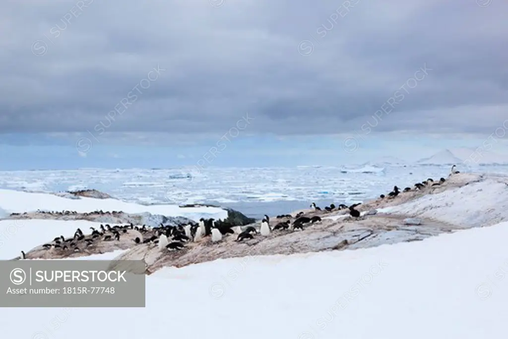 South Atlantic Ocean, Antarctica, Antarctic Peninsula, Lemaire Channel, Adelie penguins on yalour islands