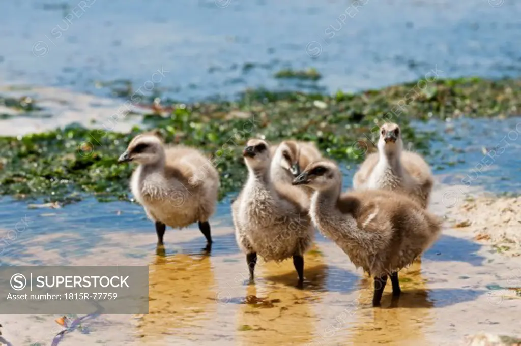 South Atlantic Ocean, Falklands, Falkland Islands, West Falkland, New Island, Upland goose with chicks on island