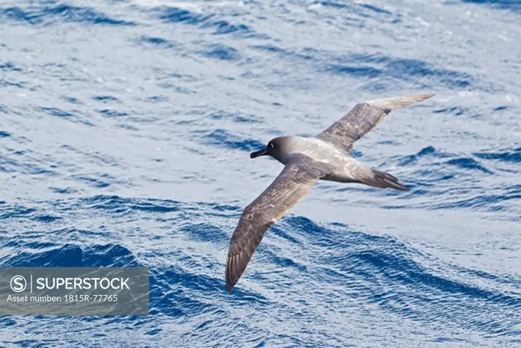South Atlantic Ocean, Antarctica, Light_mantled albatross flying above water