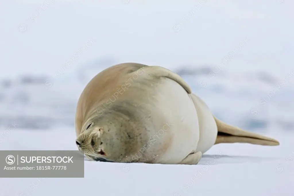 South Atlantic Ocean, Antarctica, Antarctic Peninsula, Lemaire Channel, Yalour Islands, Crabeater seal lying on snow