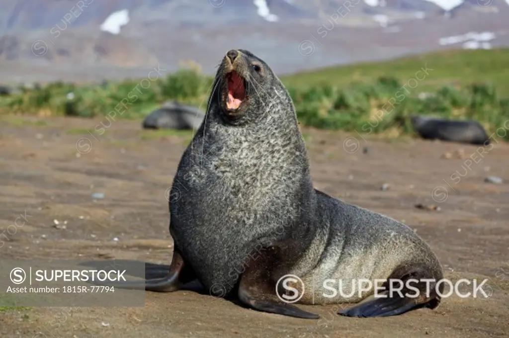 South Atlantic Ocean, United Kingdom, British Overseas Territories, South Georgia, Salisbury Plain, Antarctic fur seal yawning