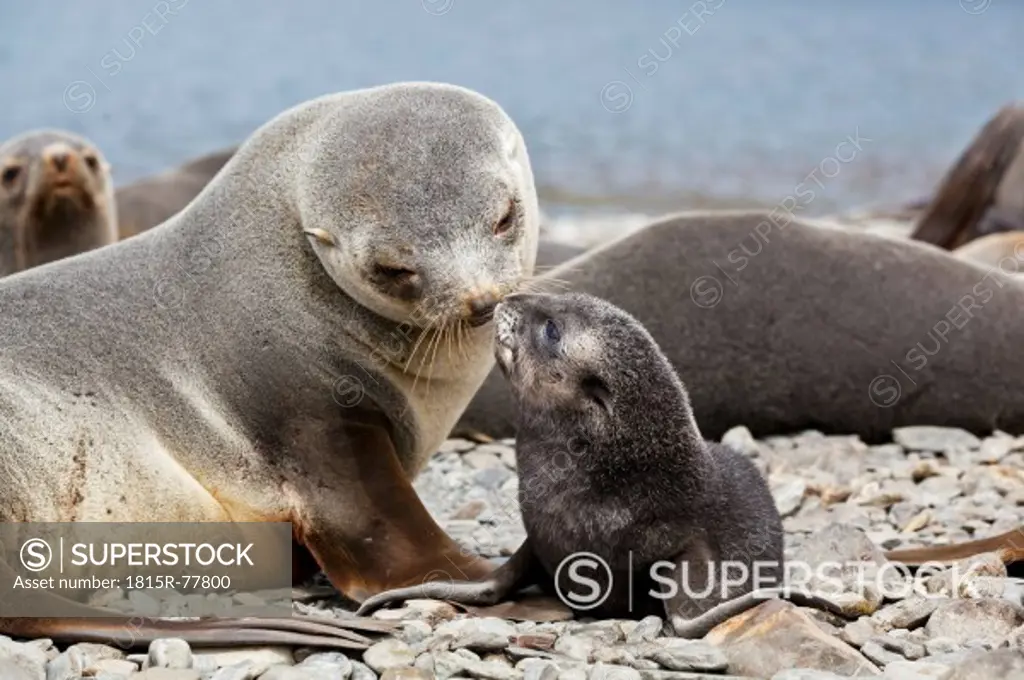 South Atlantic Ocean, United Kingdom, British Overseas Territories, South Georgia, Stromness, Antarctic fur seal with pup on stones