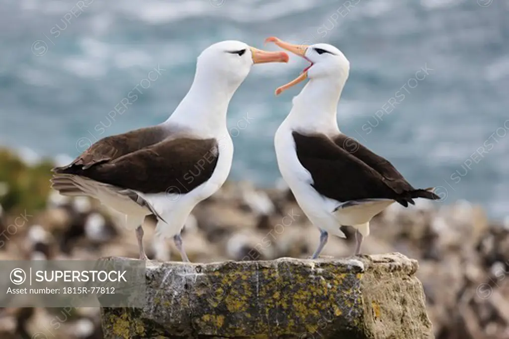 South Atlantic Ocean, British Overseas Territories, Falklands, Falkland Islands, West Falkland, West Point Island, Wandering albatross, close up