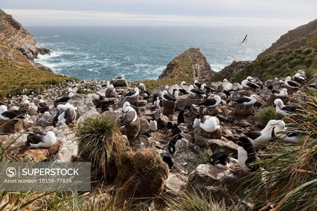 South Atlantic Ocean, British Overseas Territories, Falklands, Falkland Islands, West Falkland, West Point Island, Wandering albatross on island