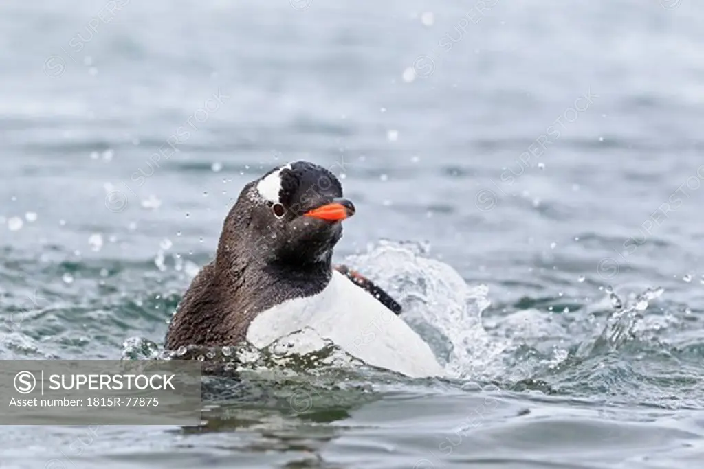 South Atlantic Ocean, Antarctic, Antarctic Peninsula, Gerlache Strait, Gentoo penguin taking bath in water