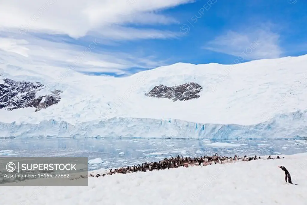 South Atlantic Ocean, Antarctic, Antarctic Peninsula, Gerlache Strait, Gentoo penguins colony