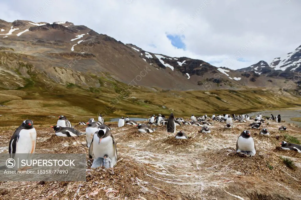 South Atlantic Ocean, United Kingdom, British Overseas Territories, South Georgia, Gentoo penguin with chicks