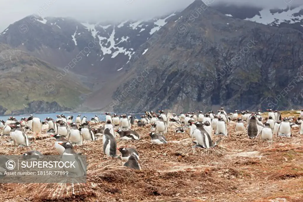 South Atlantic Ocean, United Kingdom, British Overseas Territories, South Georgia, Gentoo penguin with chicks
