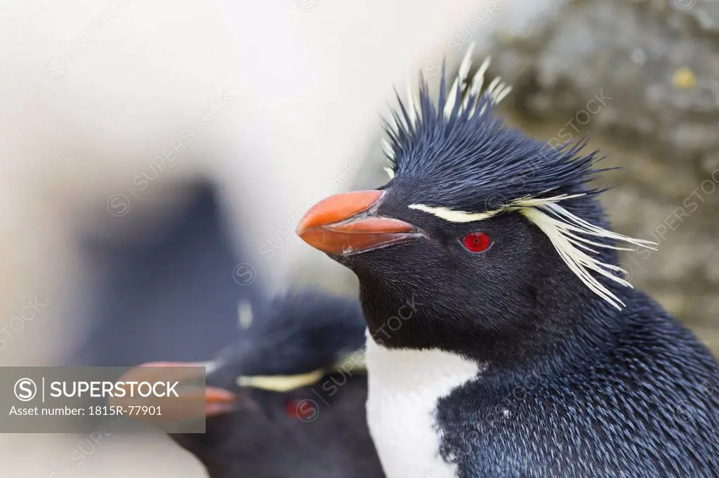 South Atlantic Ocean, Falklands, Falkland Islands, West Falkland, New Island, Western rockhopper penguins