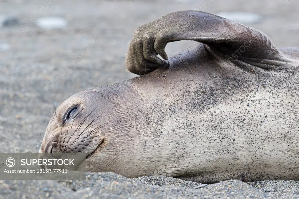 South Atlantic Ocean, United Kingdom, British Overseas Territories, South Georgia, Young southern elephant seal