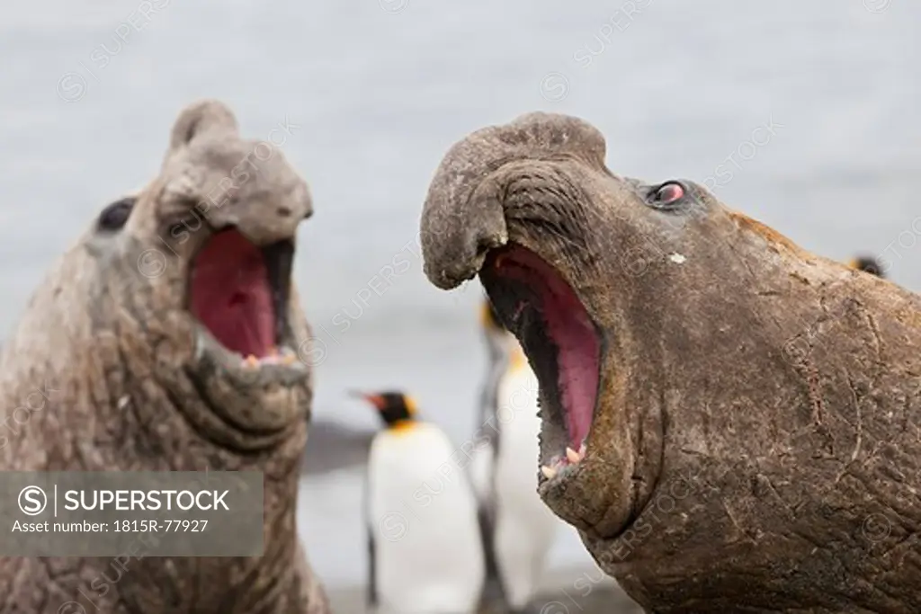 South Atlantic Ocean, United Kingdom, British Overseas Territories, South Georgia, Southern elephant seal roaring