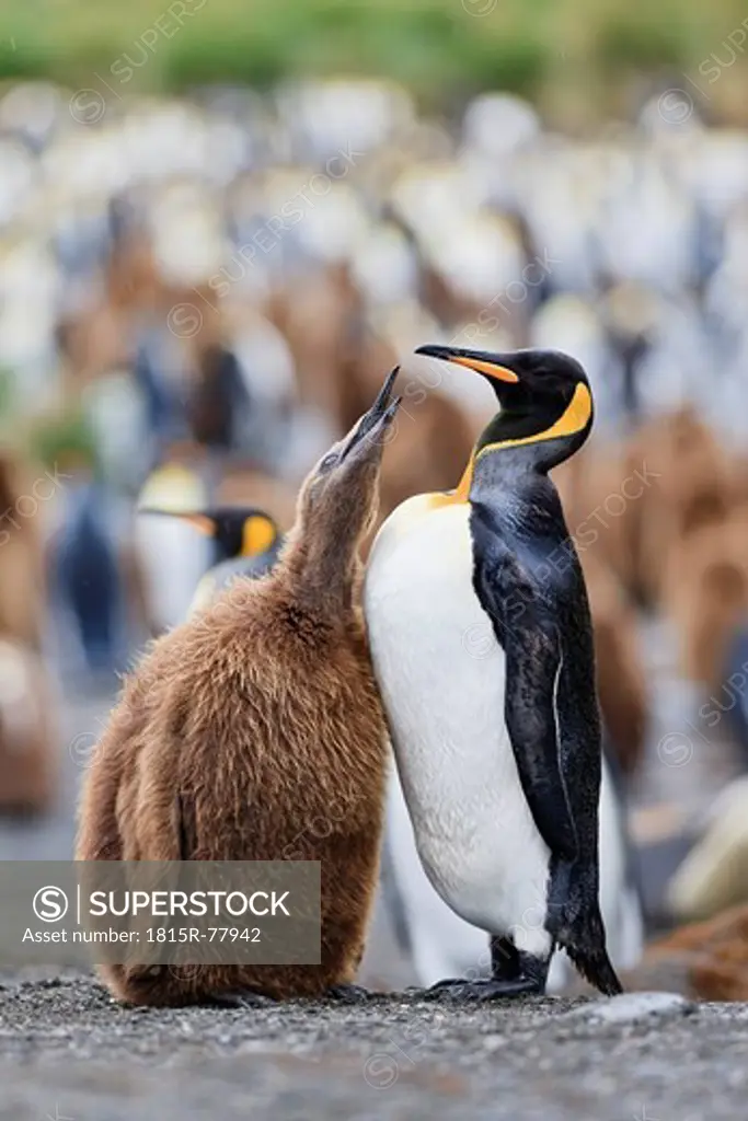 South Atlantic Ocean, United Kingdom, British Overseas Territories, South Georgia, King penguin with chicks