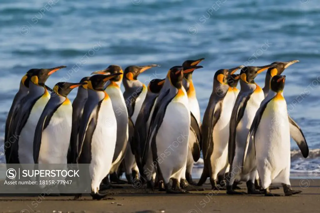 South Atlantic Ocean, United Kingdom, British Overseas Territories, South Georgia, Whistle Cove, Fortuna Bay, King penguins colony