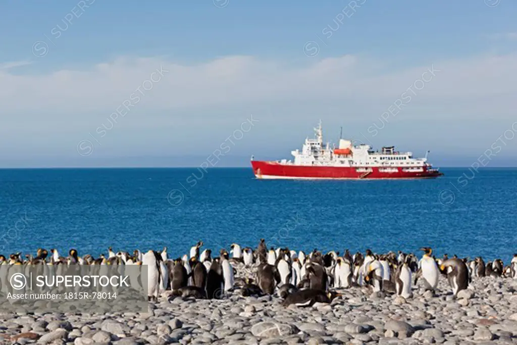 South Atlantic Ocean, United Kingdom, British Overseas Territories, South Georgia, Salisbury Plain, King penguins colony with icebreaker in ocean