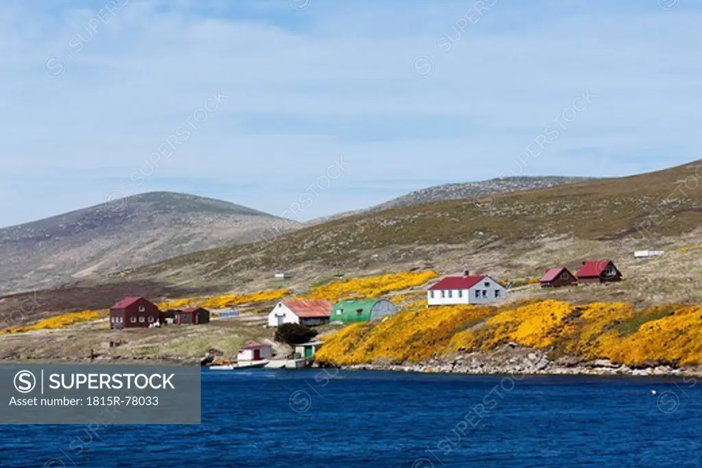 South Atlantic, West Falkland, Falkland Islands, Falklands, View of buildings and ulex europaeus on new island