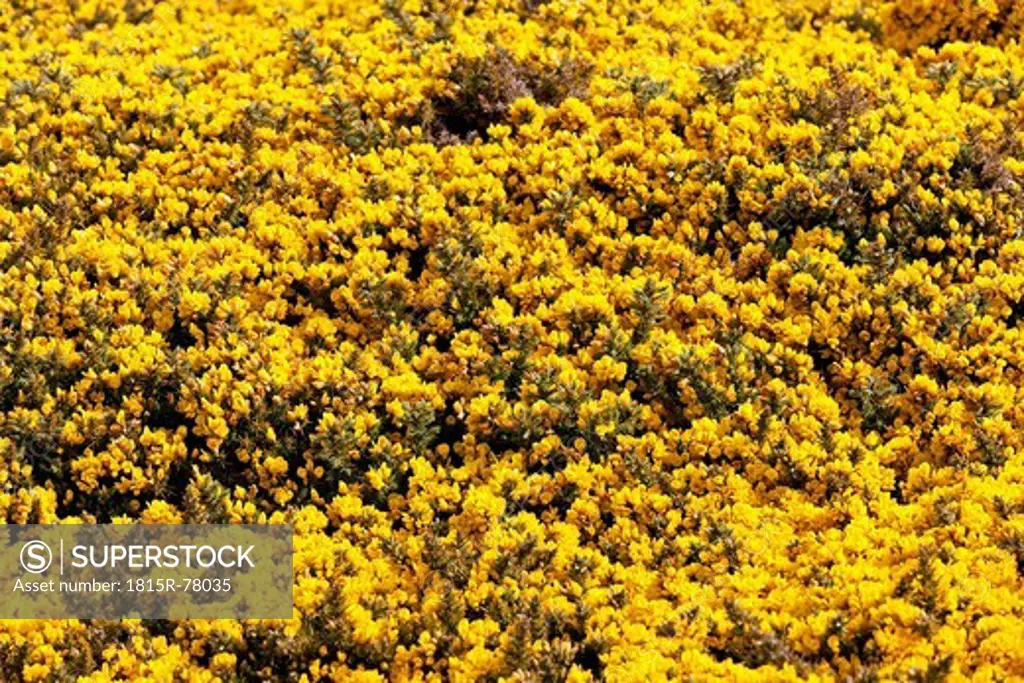 South Atlantic, United Kingdom, British Overseas Territories, West Falkland, Falkland Islands, Falklands, West Point Island, View of ulex europaeus flowers