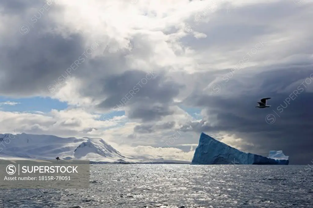South Atlantic Ocean, Antarctica, South Shetland Islands, View of iceberg in front of Elephant Island and seagull flying over sea