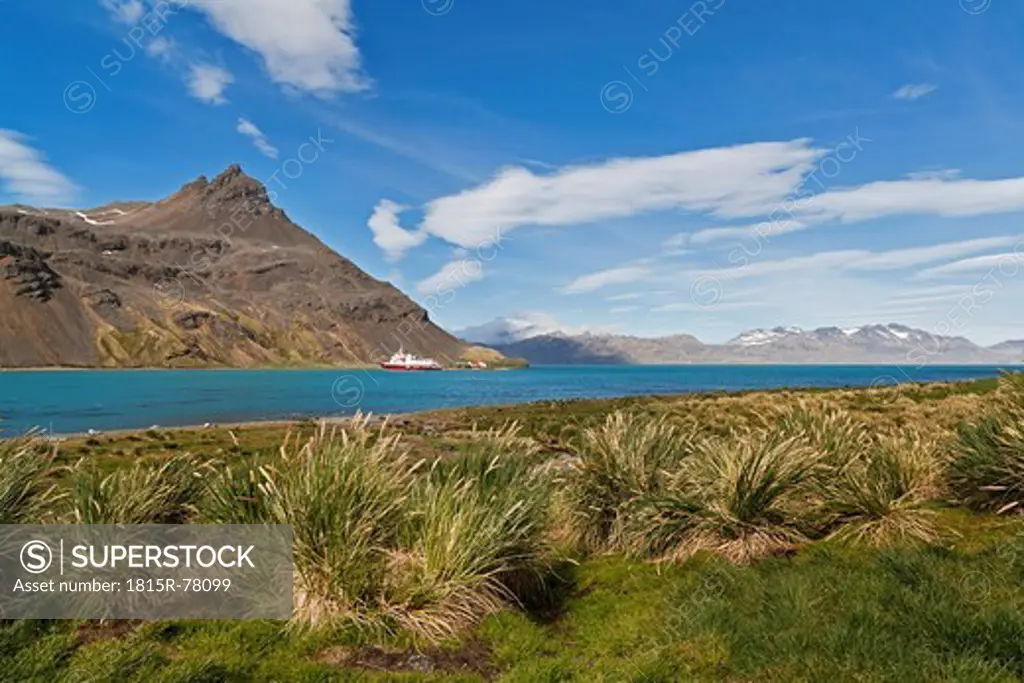 South Atlantic Ocean, United Kingdom, British Overseas Territories, South Georgia, Grytviken, Tussock grasses and cruise ship at former whaling station