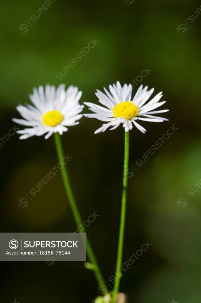 Germany, Close up of german chamomile