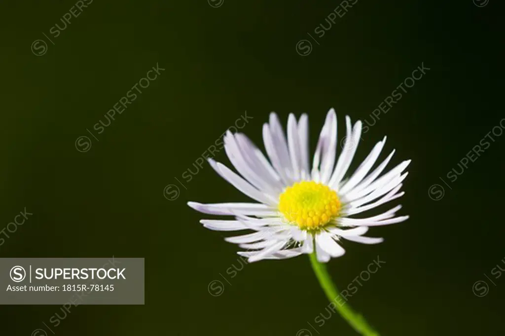 Germany, Close up of german chamomile