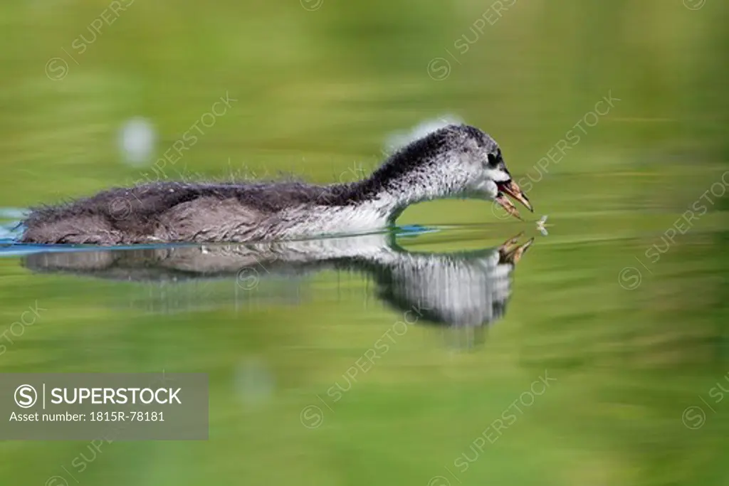 Germany, View of Eurasian Coot chick hunting mayfly in water, close up