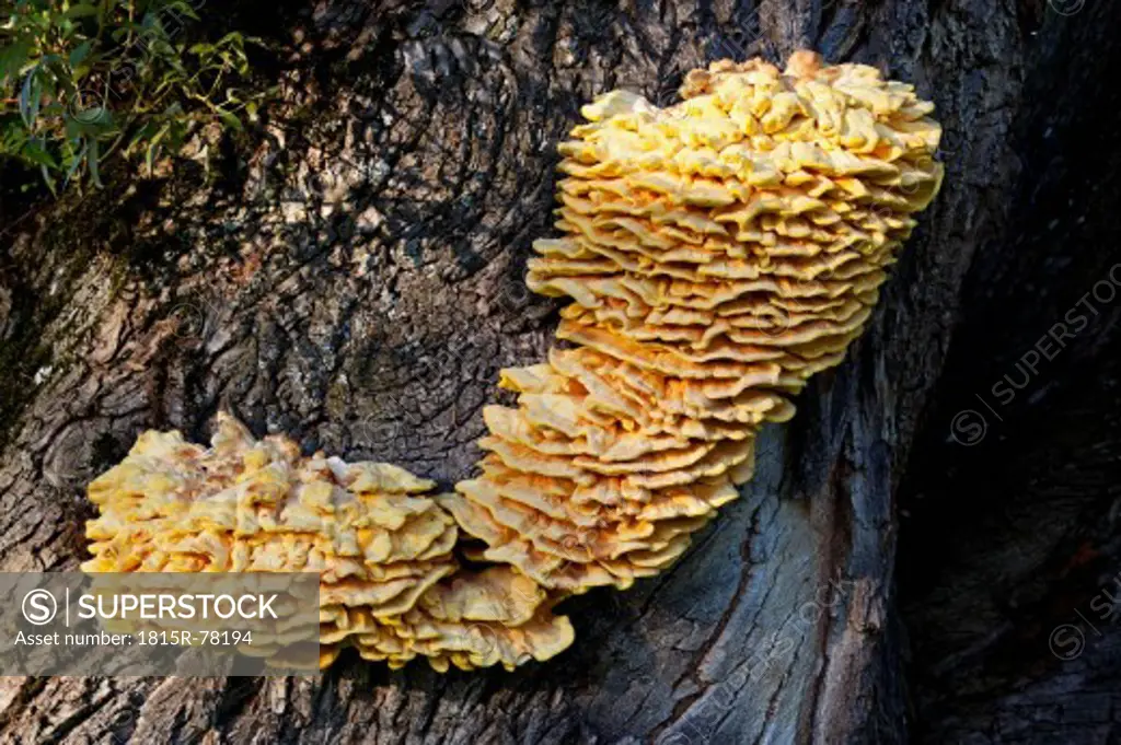 Germany, Bavaria, Chicken mushrooms growing on tree trunk