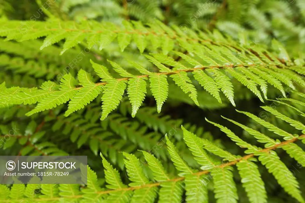 New Zealand, South Island, View of black tree fern, close up