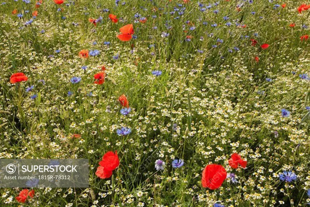 Germany, Cologne, View of Matricaria chamomilla and red, blue poppy flower