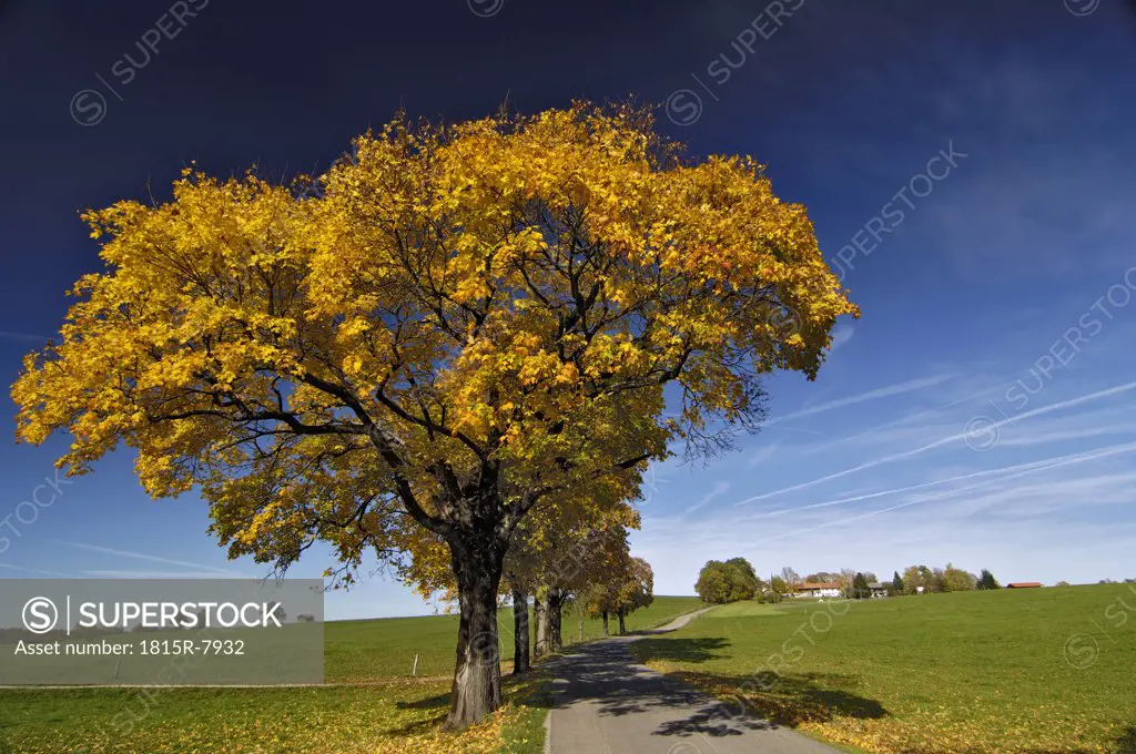 Germany, Bavaria, Country road, trees with autumn colours