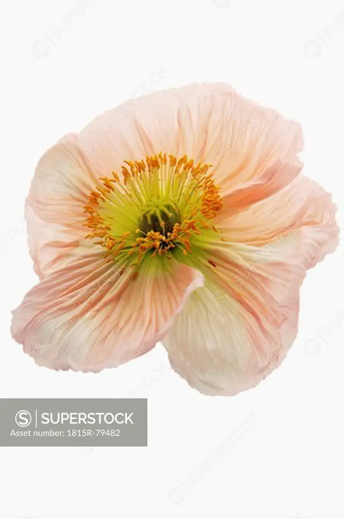 Poppy against white background, close up