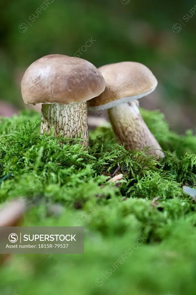 Germany, Lower Bavaria, Boletus growing in the forest