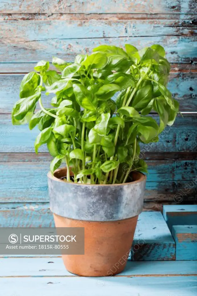 Close up of basil plant in pot