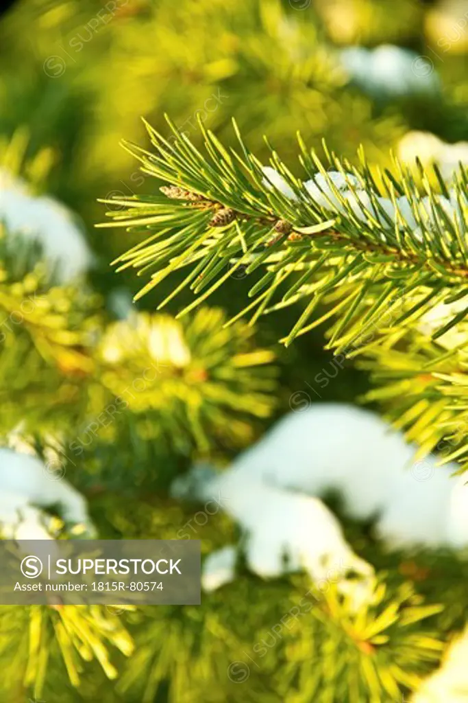 Austria, Winter tree, close up