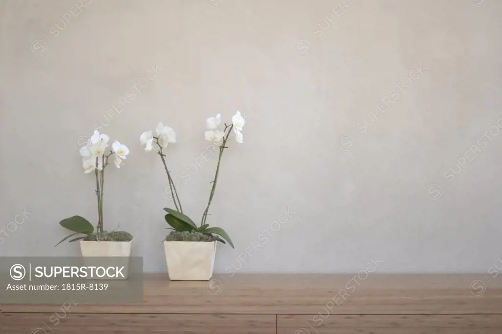 two potted orchids in front of a wall on a shelf