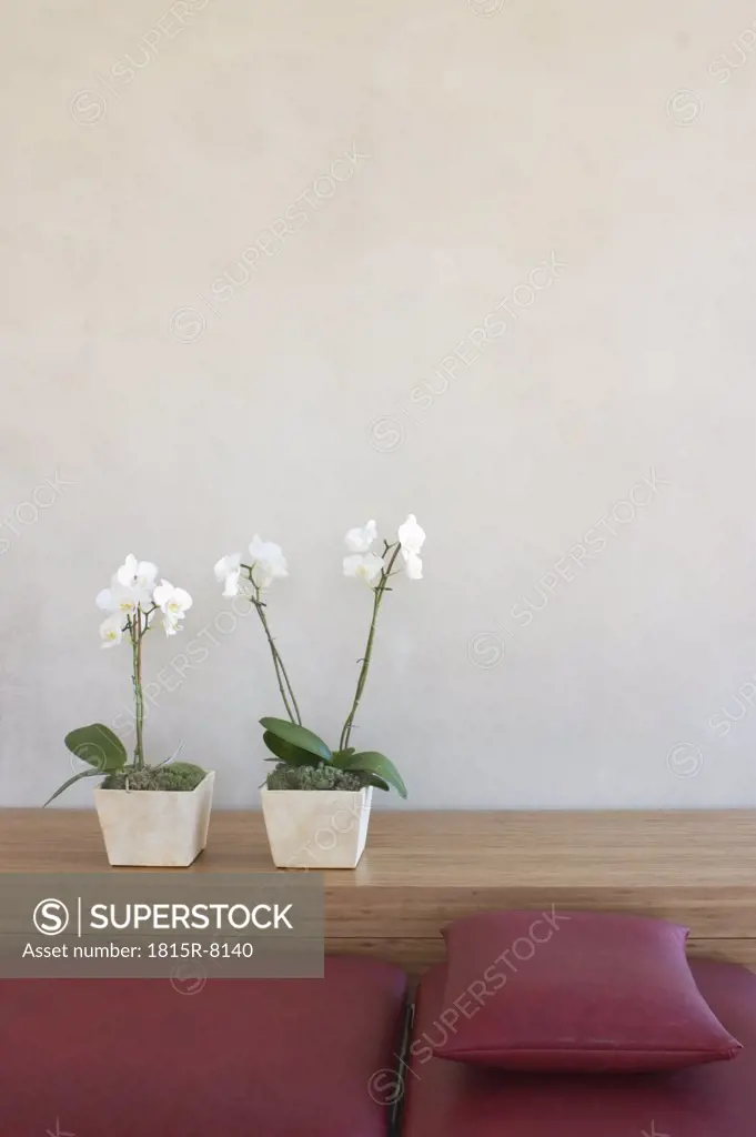two potted orchids on a shelf with a red couch