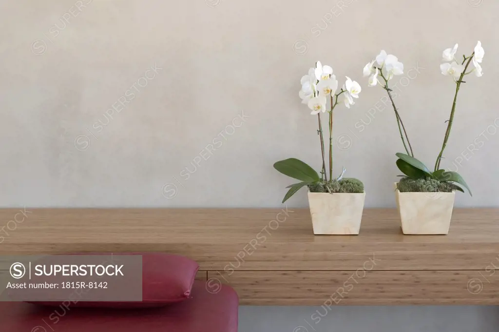 two potted orchids on a shelf in front of a wall with red couch