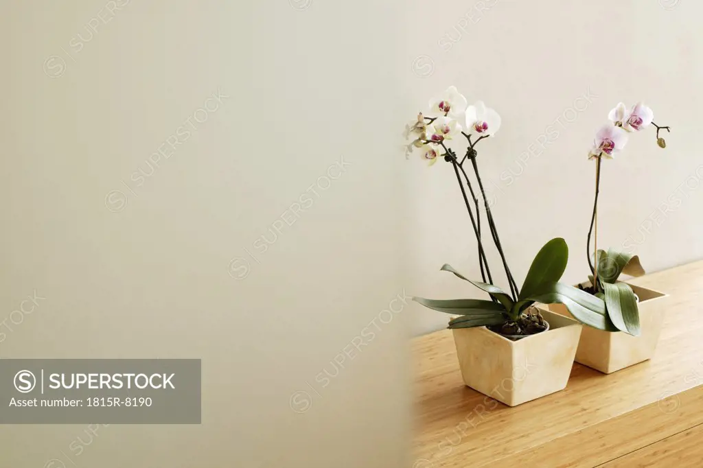 Orchid plant on table, elevated view, close-up