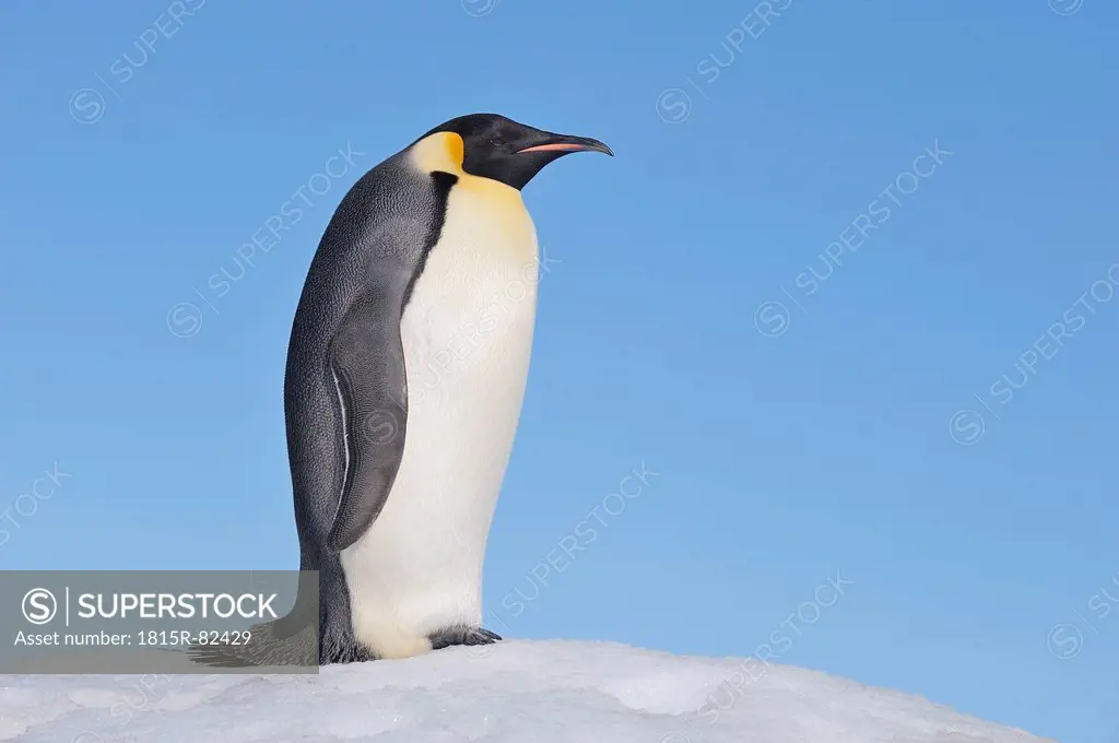 Antarctica, Antarctic Peninsula, Emperor penguin standing on snow hill island